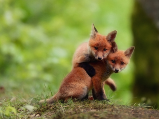 Two Little Foxes wallpaper 320x240