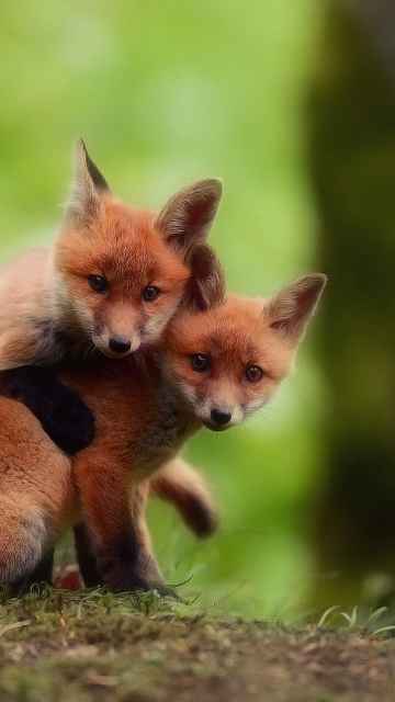 Das Two Little Foxes Wallpaper 360x640
