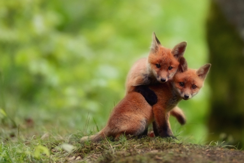 Fondo de pantalla Two Little Foxes 480x320
