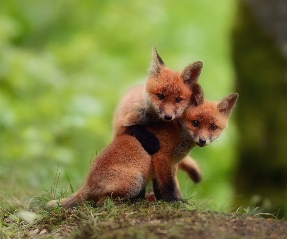 Two Little Foxes wallpaper 960x800