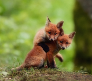 Two Little Foxes - Obrázkek zdarma pro 208x208