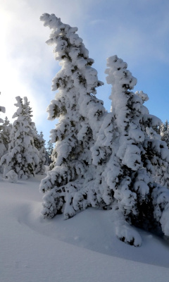 Canada Winter wallpaper 240x400