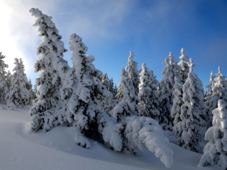 Canada Winter screenshot #1 320x240