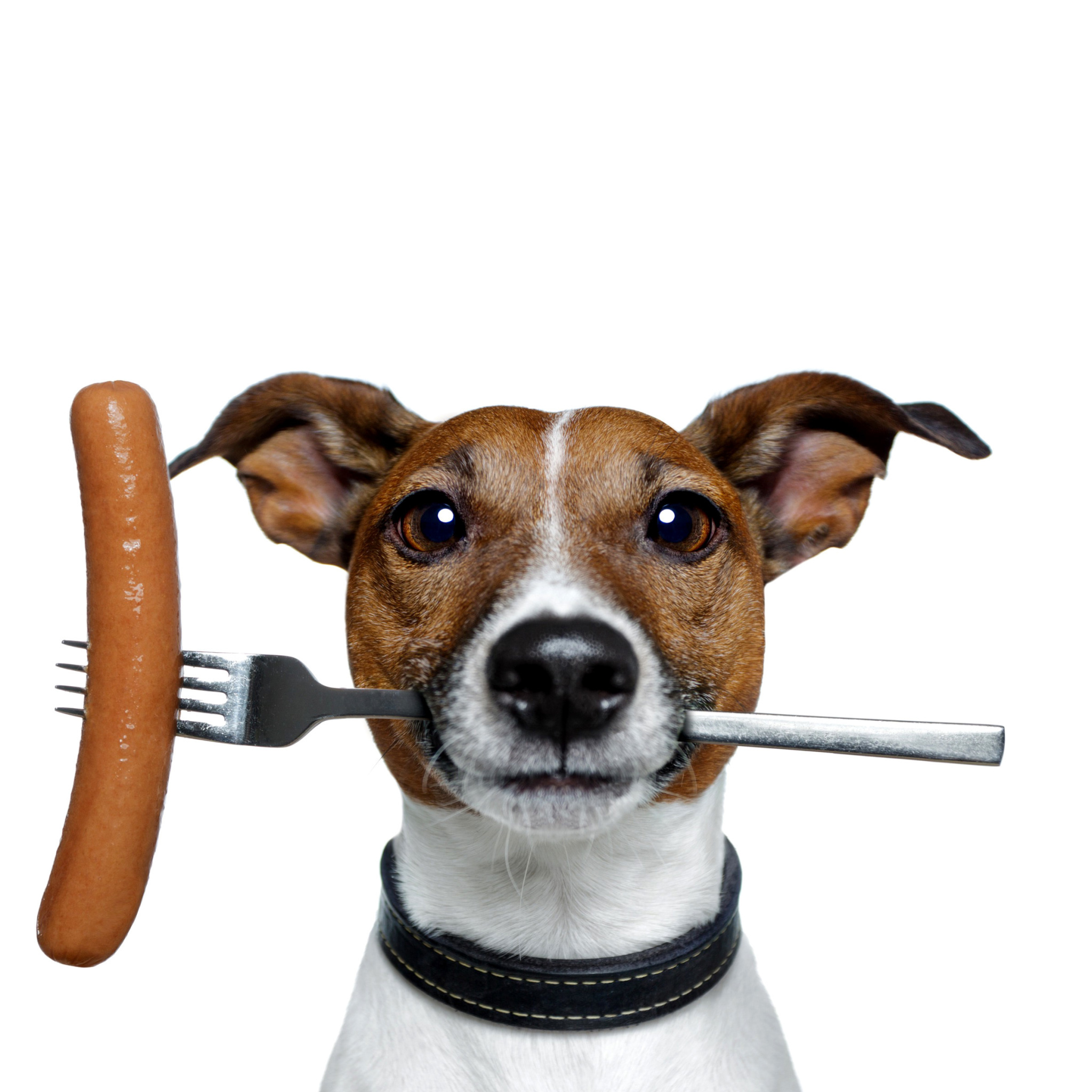 Dog with sausage wallpaper 2048x2048
