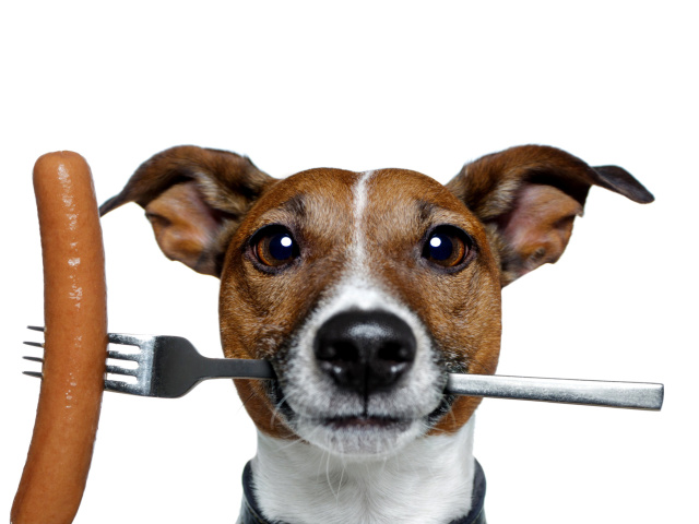Dog with sausage wallpaper 640x480