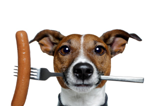 Dog with sausage sfondi gratuiti per cellulari Android, iPhone, iPad e desktop