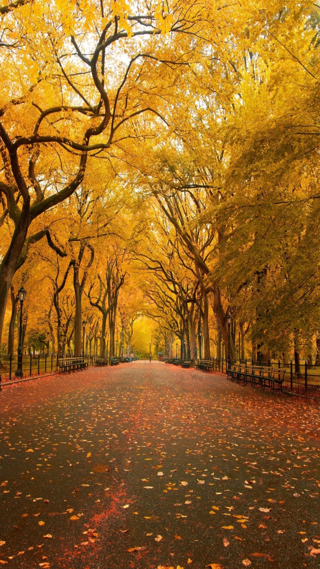 Das Autumn Way Wallpaper 1080x1920