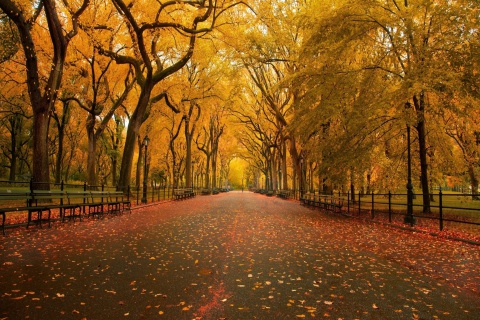 Das Autumn Way Wallpaper 480x320