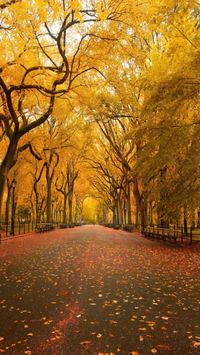 Autumn Way wallpaper 640x1136