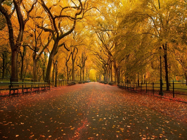 Das Autumn Way Wallpaper 640x480