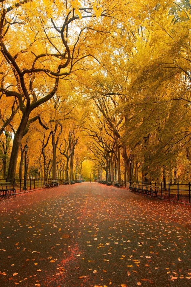 Autumn Way wallpaper 640x960