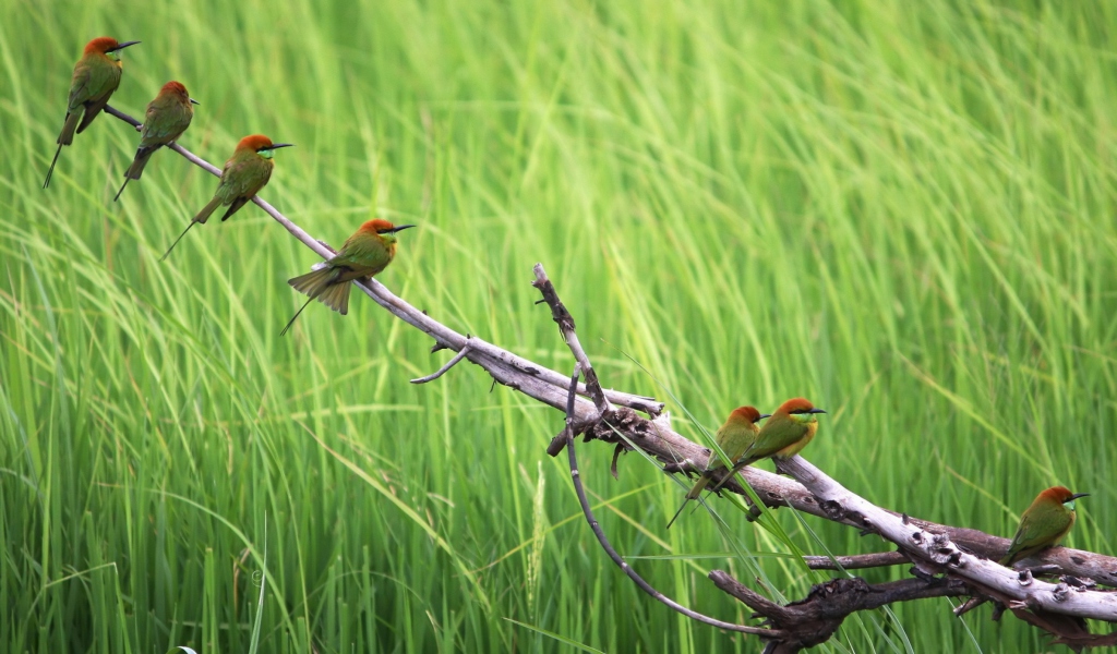 Das Green Birds On Branch Wallpaper 1024x600