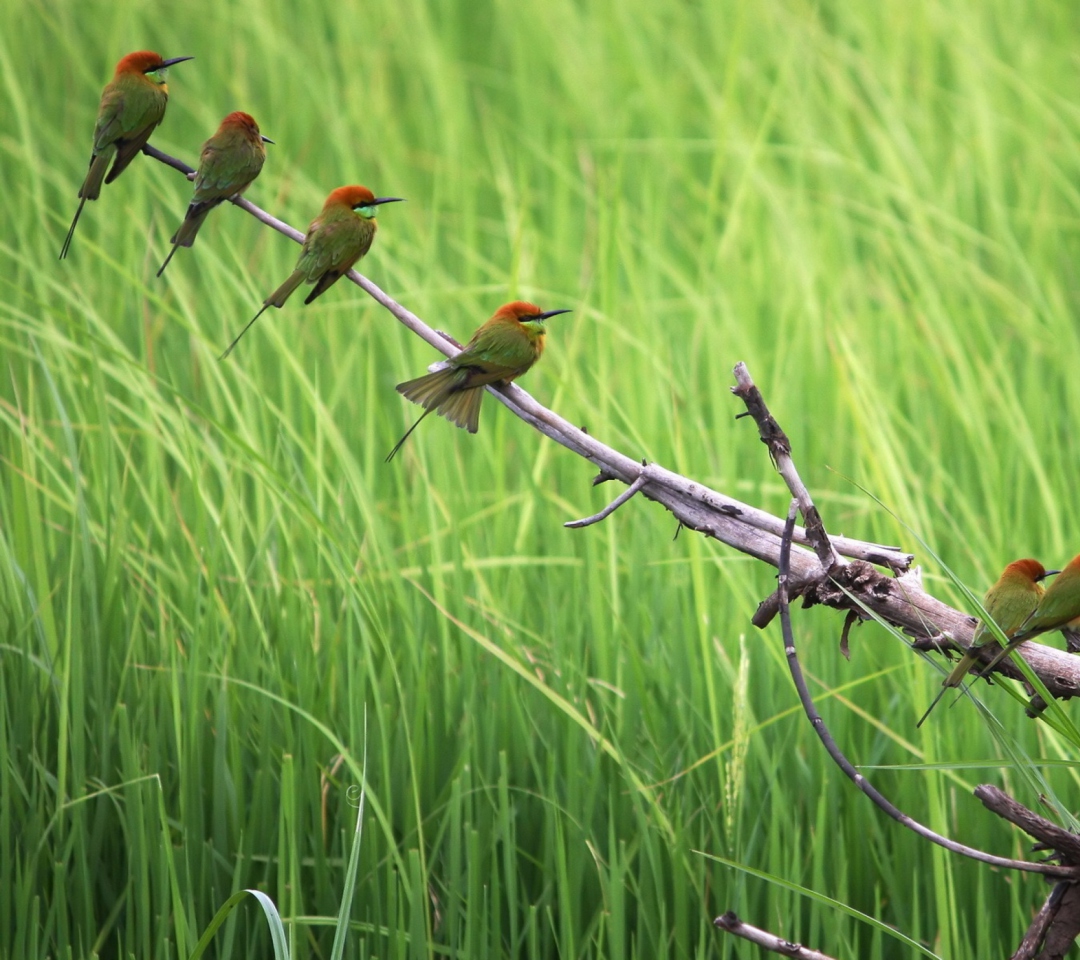 Das Green Birds On Branch Wallpaper 1080x960