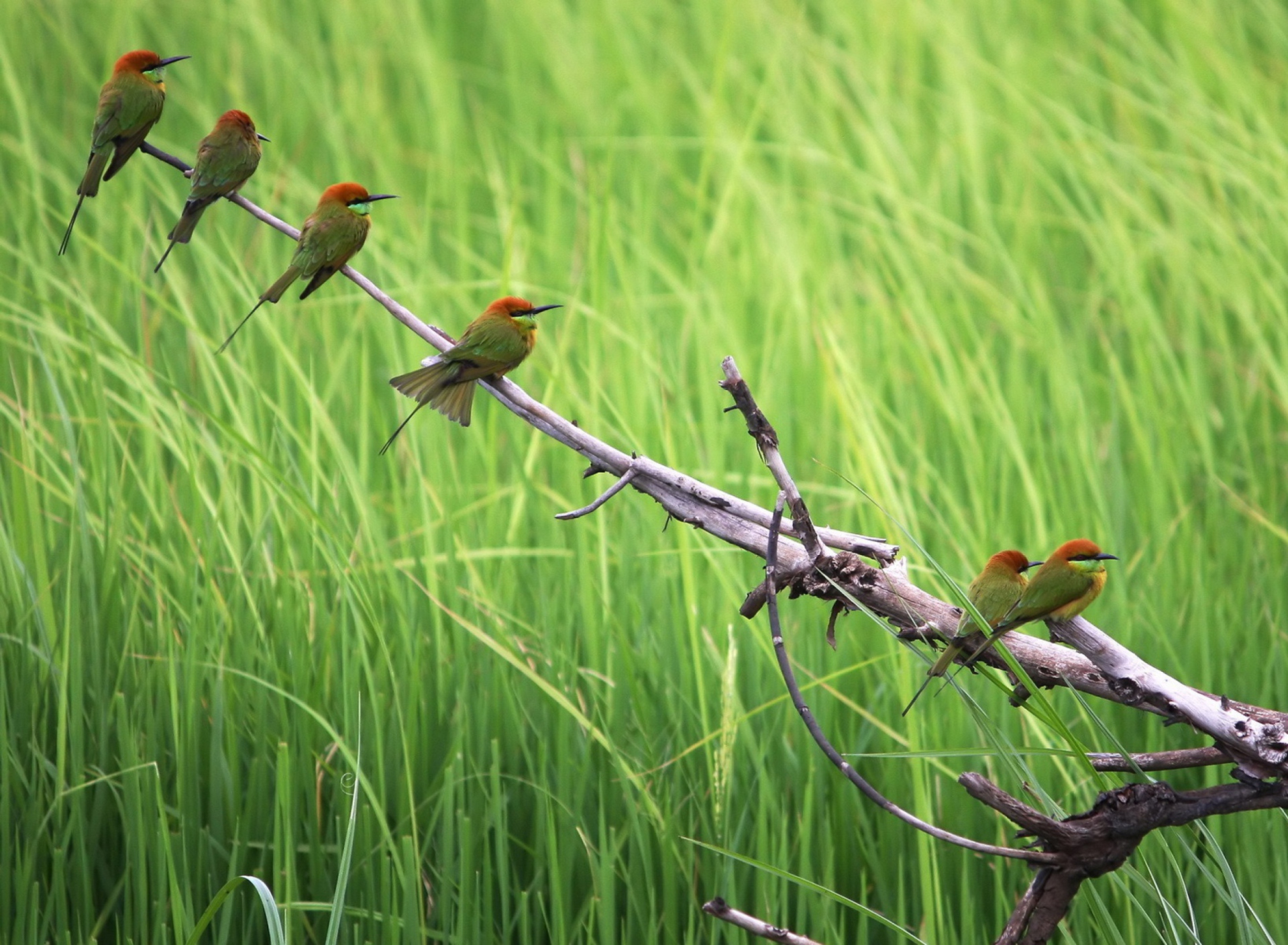 Green Birds On Branch wallpaper 1920x1408