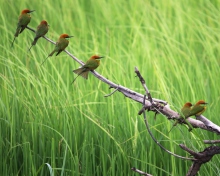 Das Green Birds On Branch Wallpaper 220x176