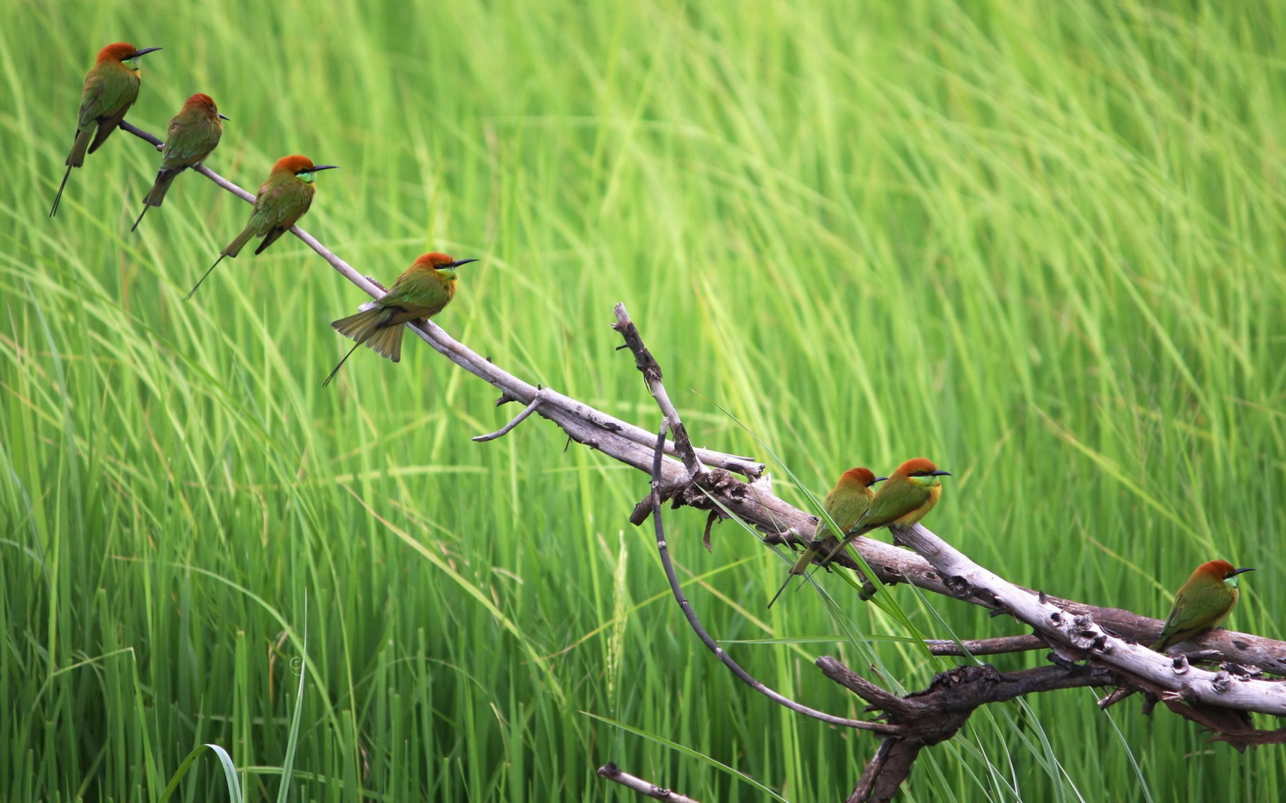 Sfondi Green Birds On Branch 2560x1600
