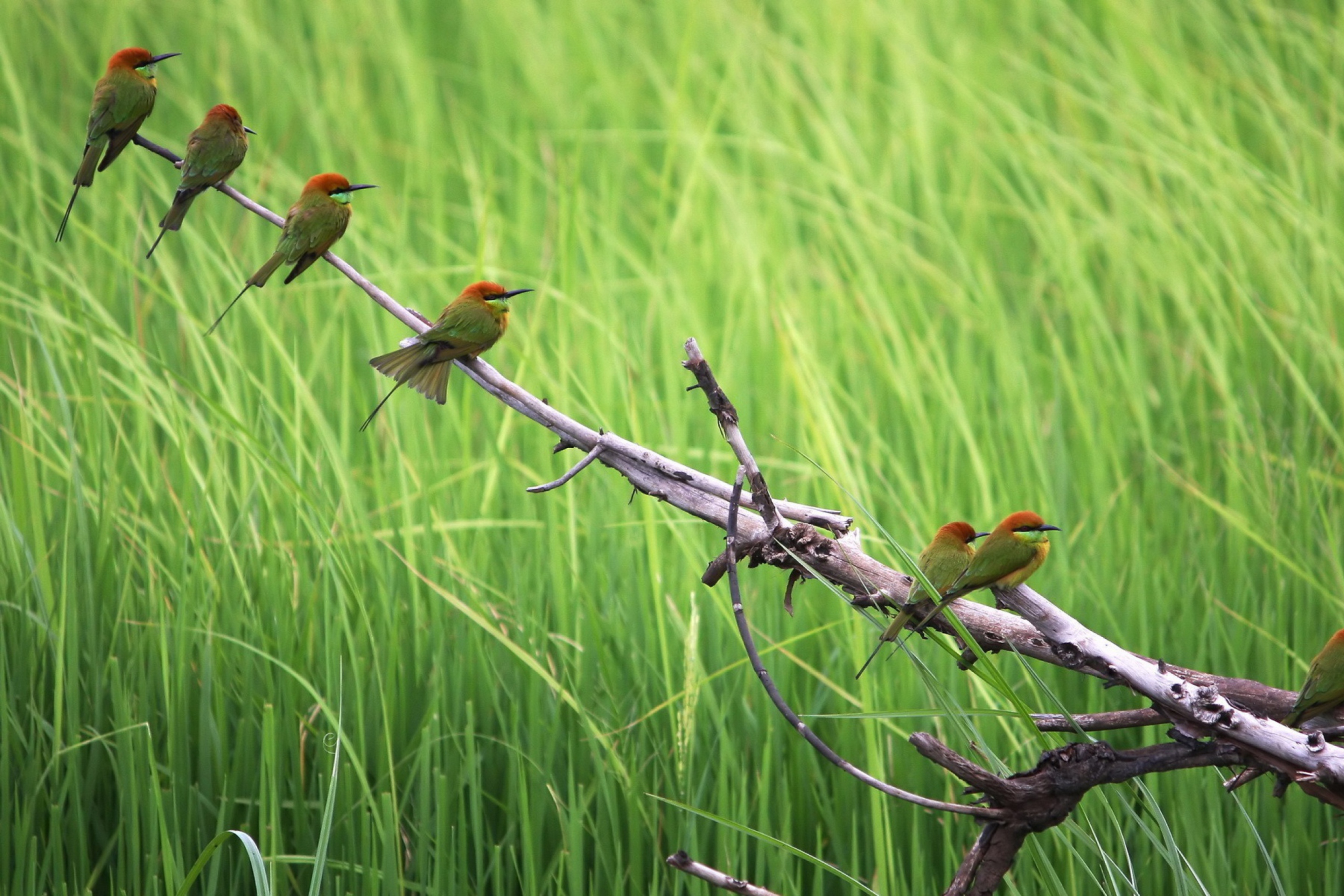 Обои Green Birds On Branch 2880x1920