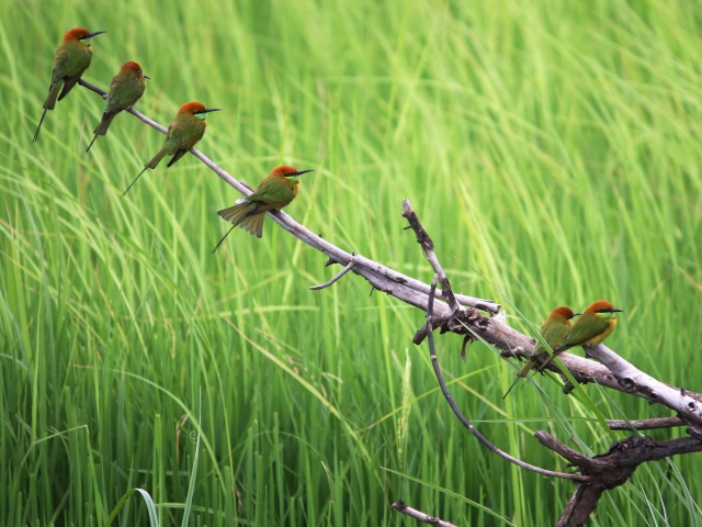 Das Green Birds On Branch Wallpaper 640x480