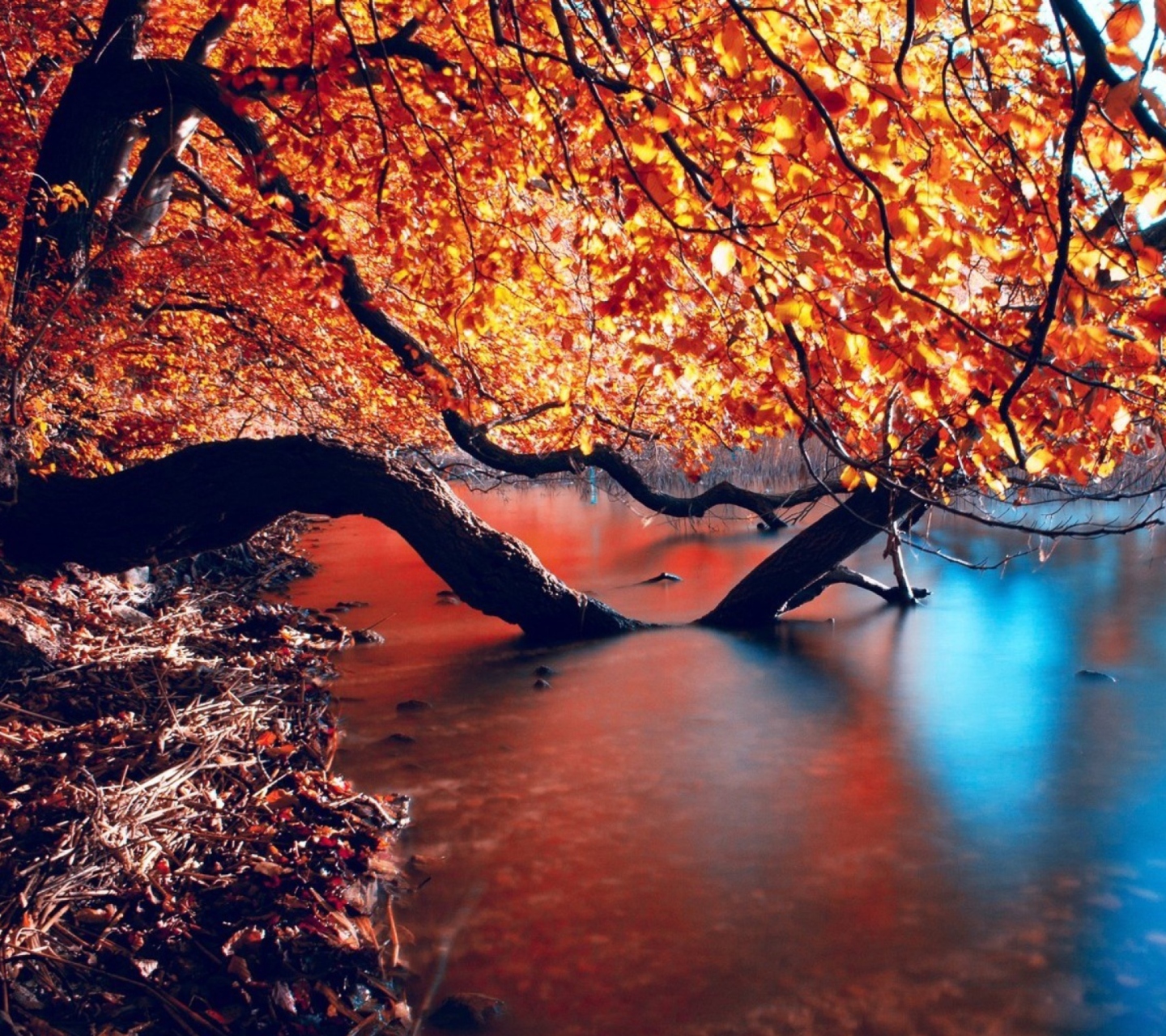 Das Tree Branches Over The Lake Wallpaper 1440x1280