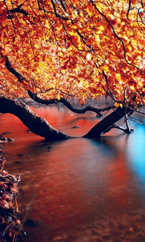 Tree Branches Over The Lake wallpaper 480x800