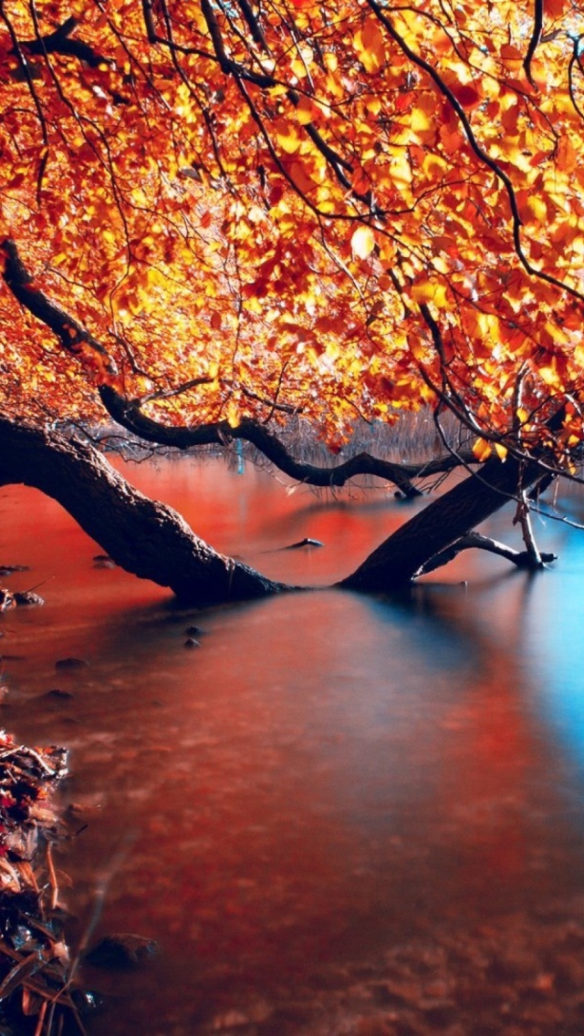 Tree Branches Over The Lake wallpaper 640x1136