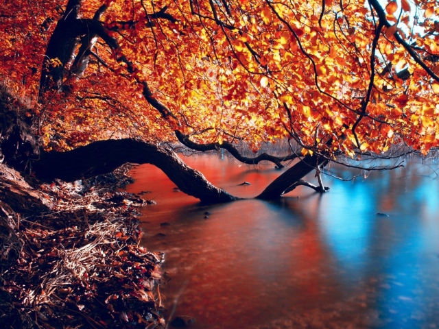Tree Branches Over The Lake screenshot #1 640x480
