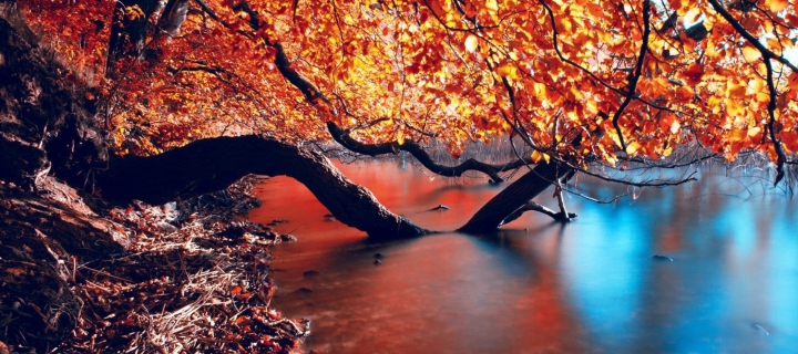 Tree Branches Over The Lake wallpaper 720x320