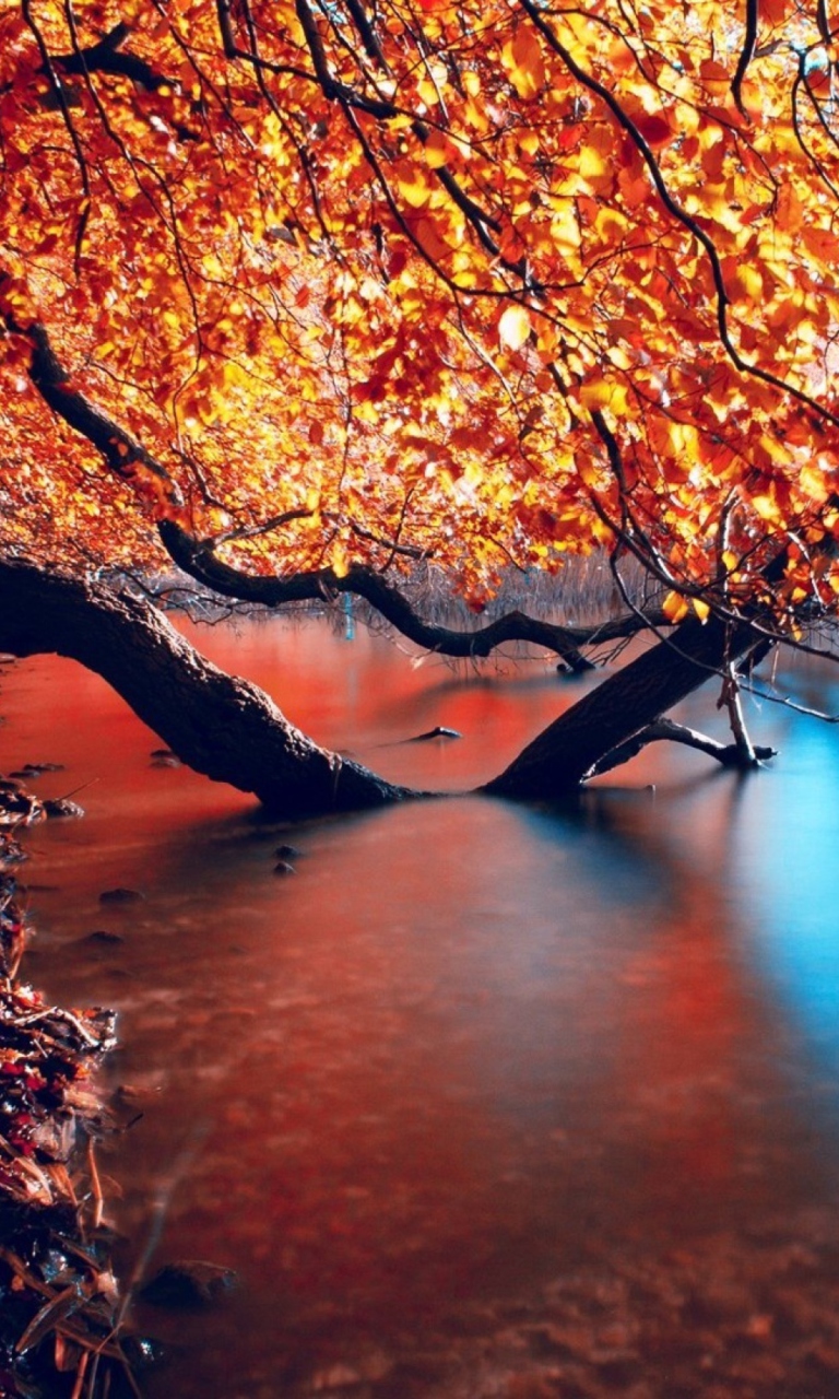 Das Tree Branches Over The Lake Wallpaper 768x1280