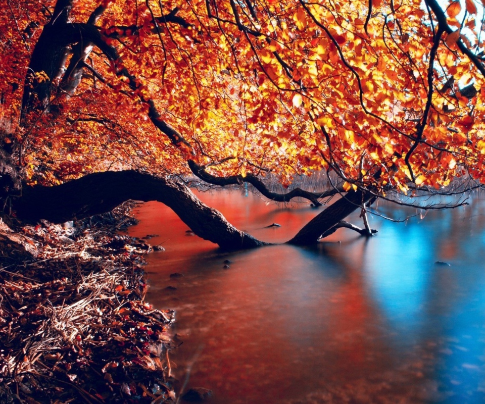 Tree Branches Over The Lake screenshot #1 960x800