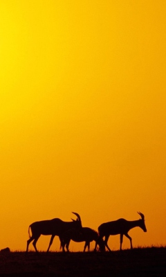 Antelopes screenshot #1 240x400