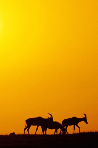 Antelopes screenshot #1 320x480