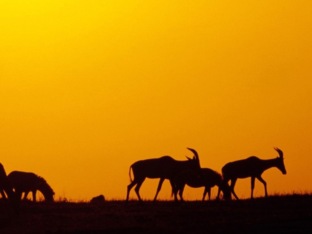 Antelopes wallpaper 640x480