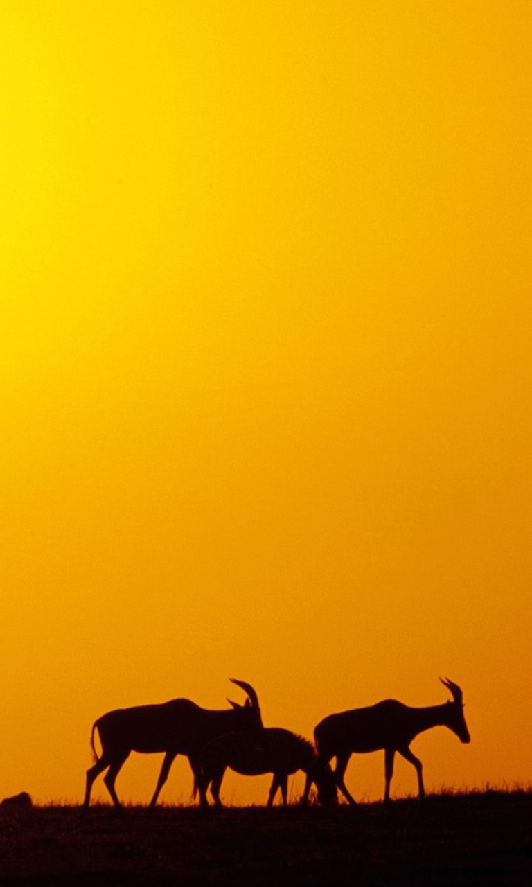 Sfondi Antelopes 768x1280