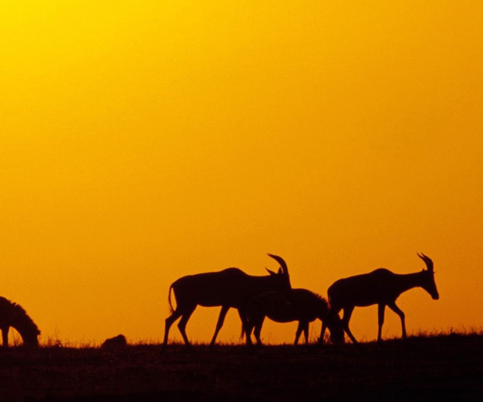 Antelopes screenshot #1 960x800