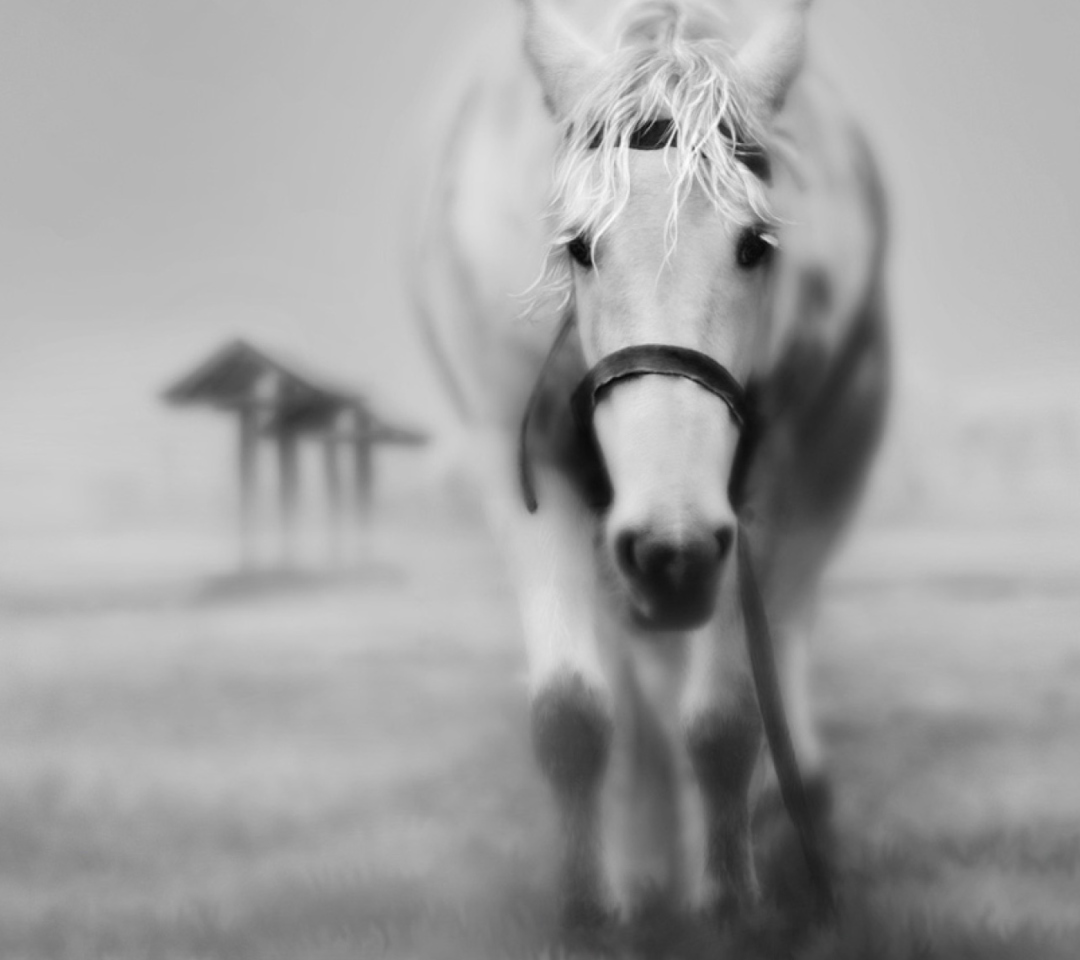 Das Horse In A Fog Wallpaper 1080x960