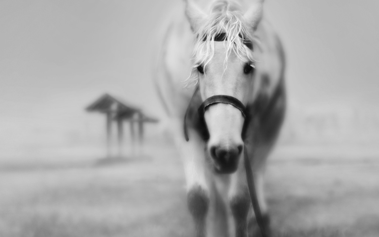Sfondi Horse In A Fog 1280x800