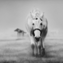 Horse In A Fog screenshot #1 128x128