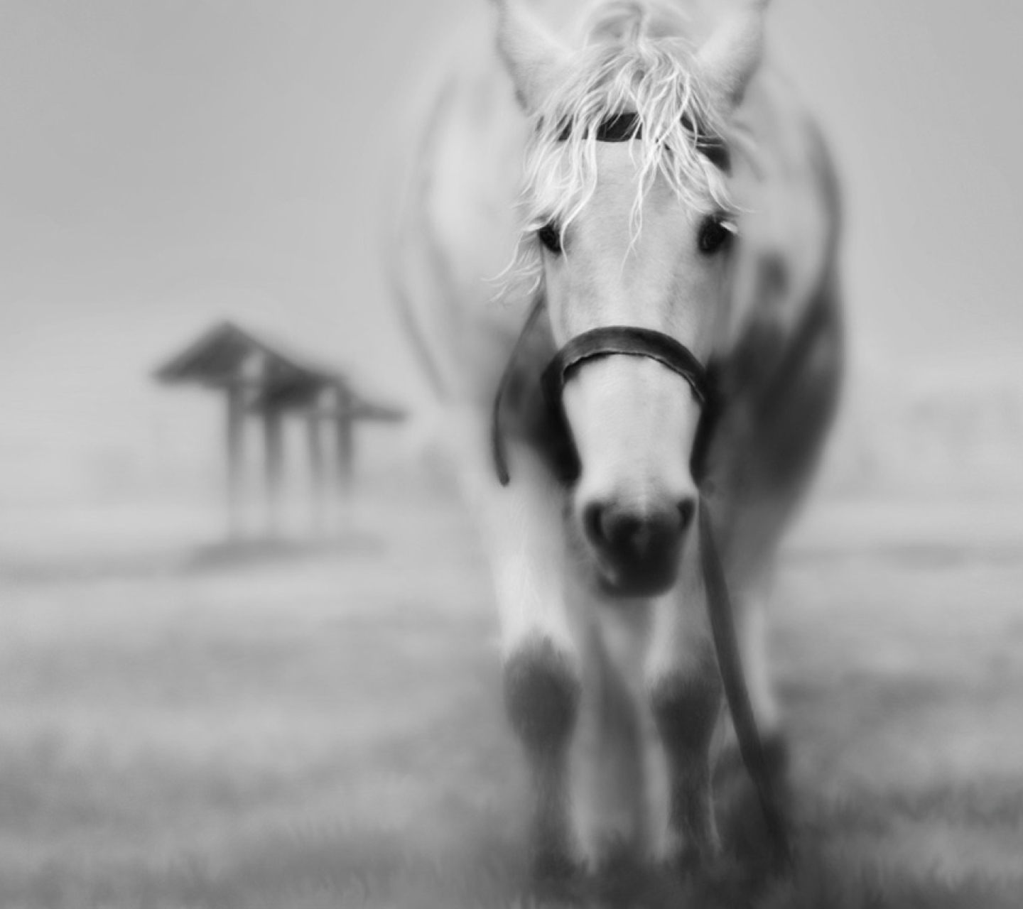 Sfondi Horse In A Fog 1440x1280