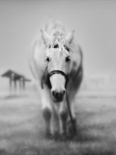 Das Horse In A Fog Wallpaper 240x320