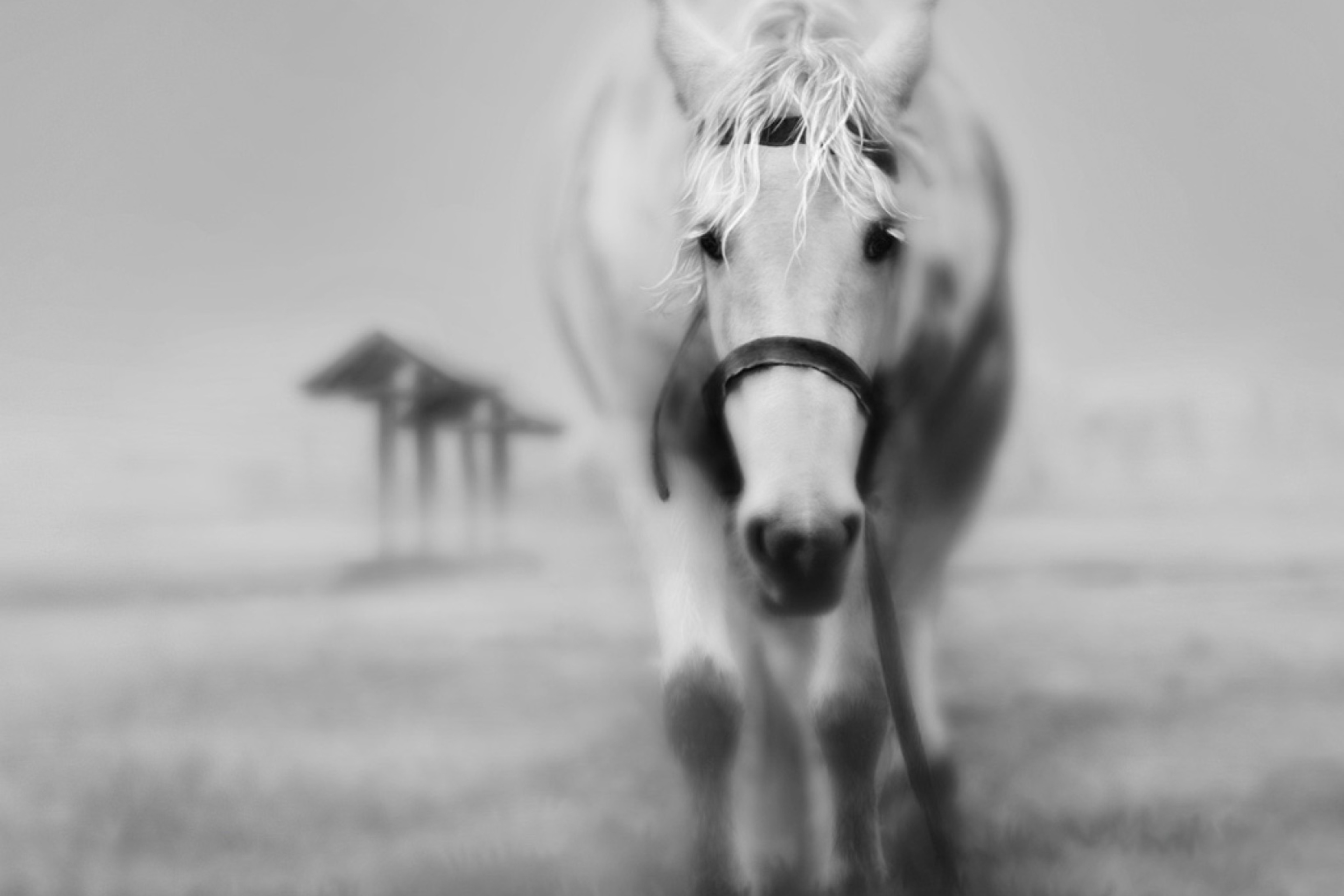 Sfondi Horse In A Fog 2880x1920