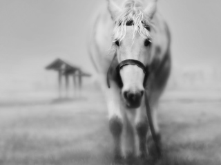 Das Horse In A Fog Wallpaper 320x240