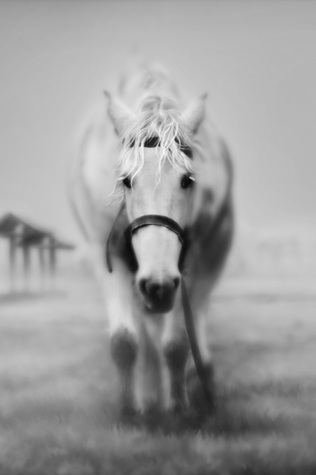 Das Horse In A Fog Wallpaper 640x960
