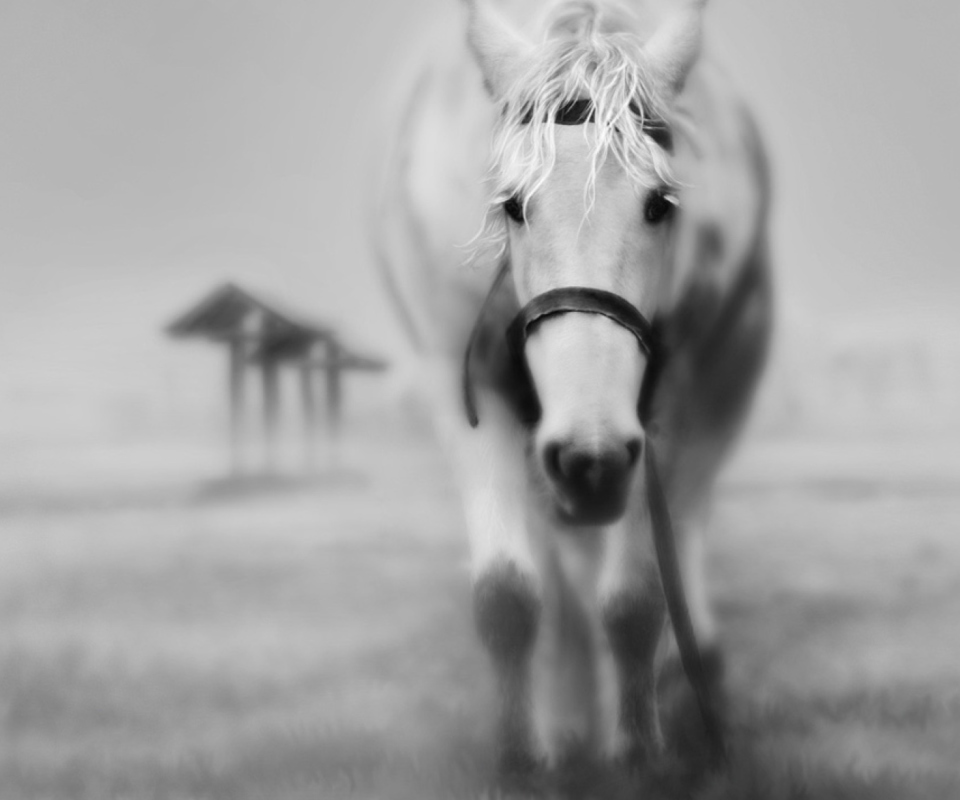 Das Horse In A Fog Wallpaper 960x800
