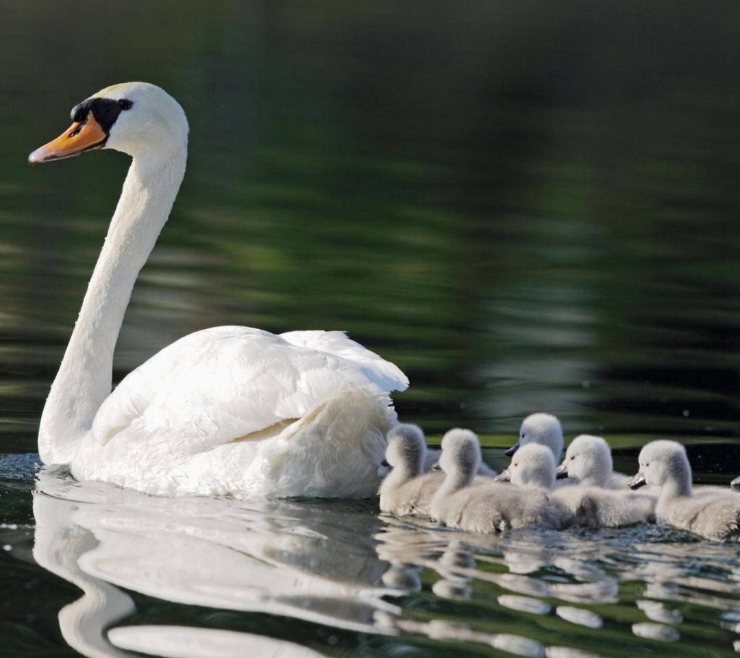 Sfondi Mother Swan 1080x960