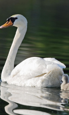 Fondo de pantalla Mother Swan 240x400