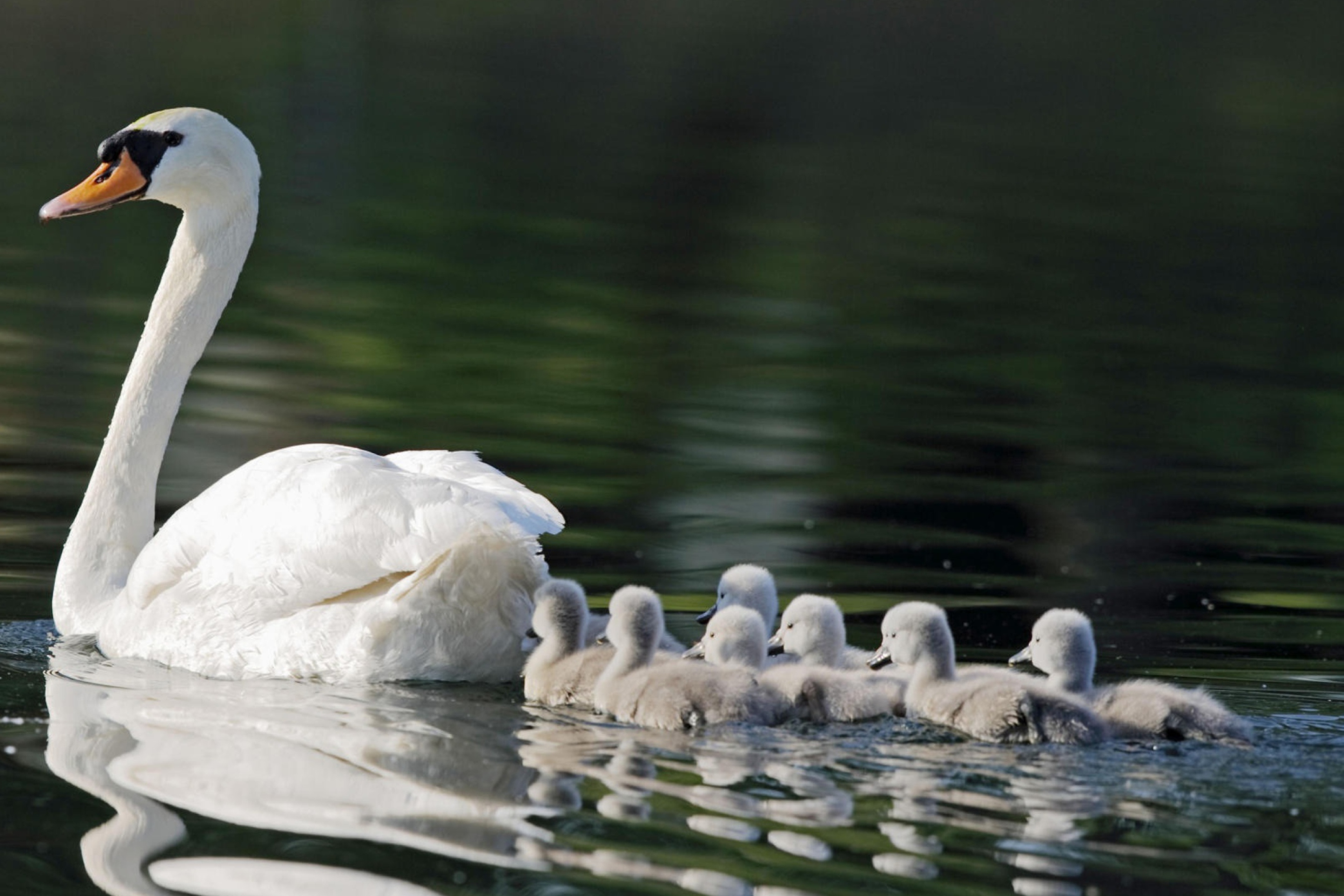 Mother Swan wallpaper 2880x1920