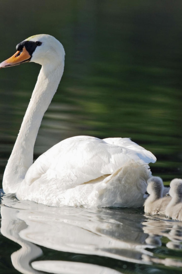 Sfondi Mother Swan 640x960