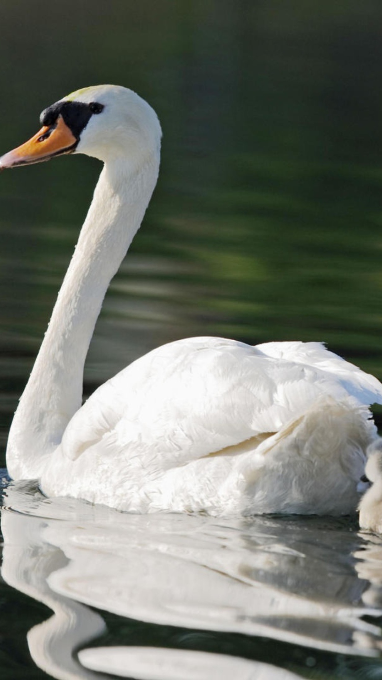 Sfondi Mother Swan 750x1334