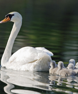 Mother Swan sfondi gratuiti per iPhone 6 Plus