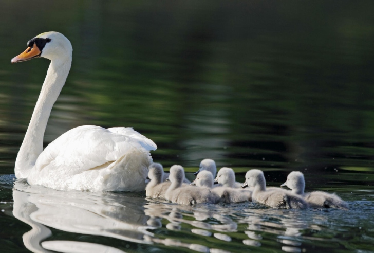 Fondo de pantalla Mother Swan
